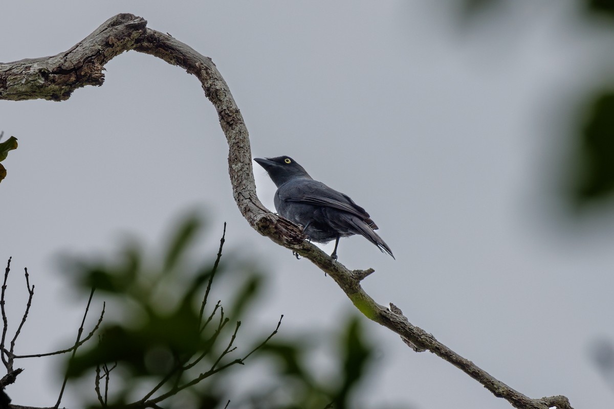 South Melanesian Cuckooshrike - Neil Broekhuizen