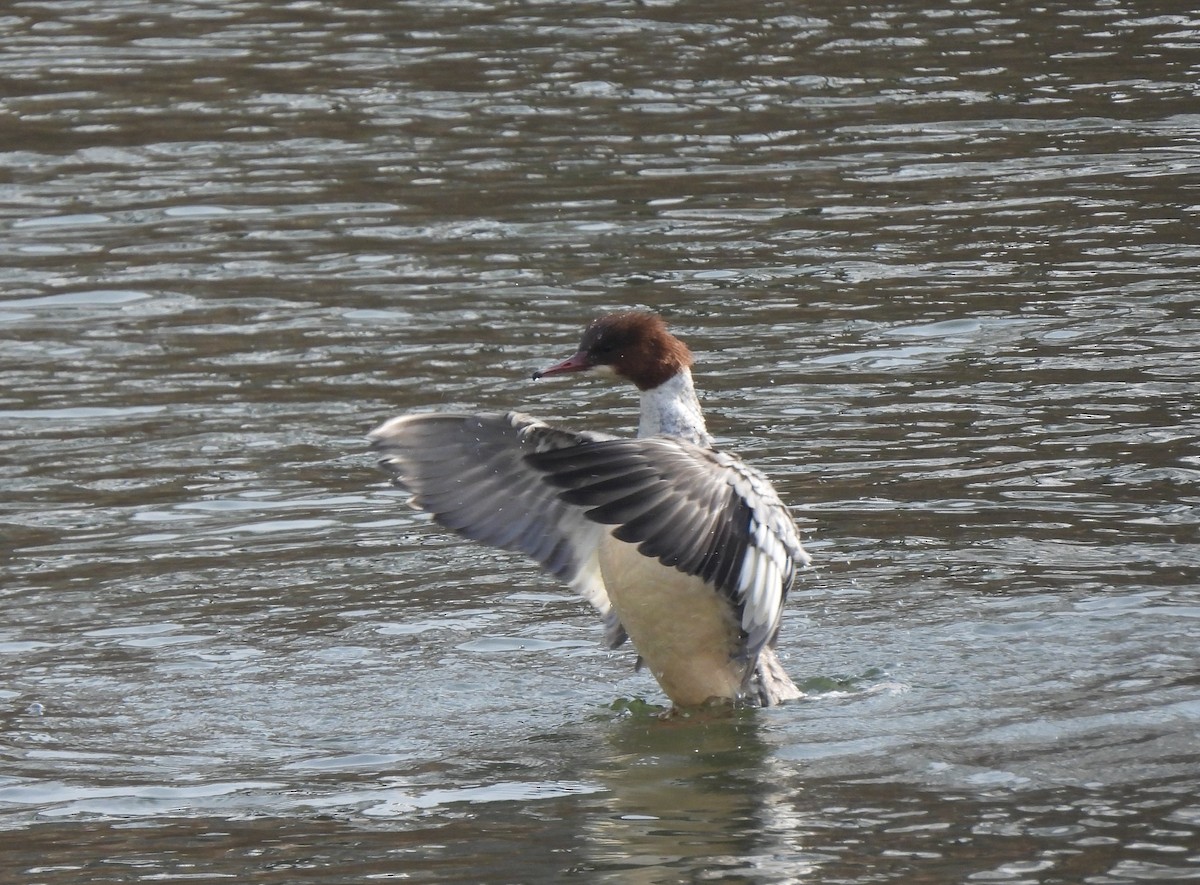 Common Merganser - Young Gul Kim