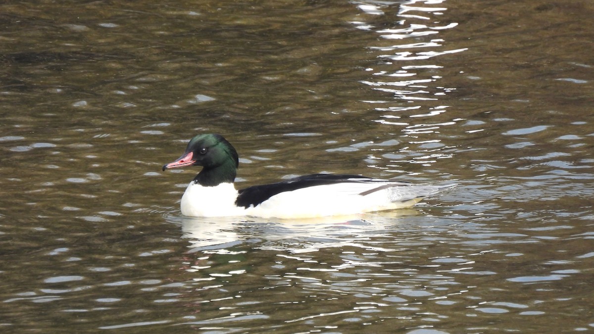 Common Merganser - ML612072690