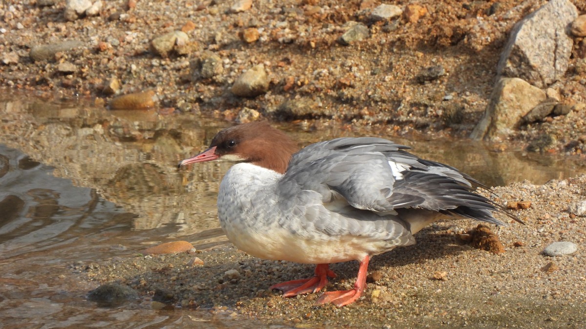 Common Merganser - Young Gul Kim