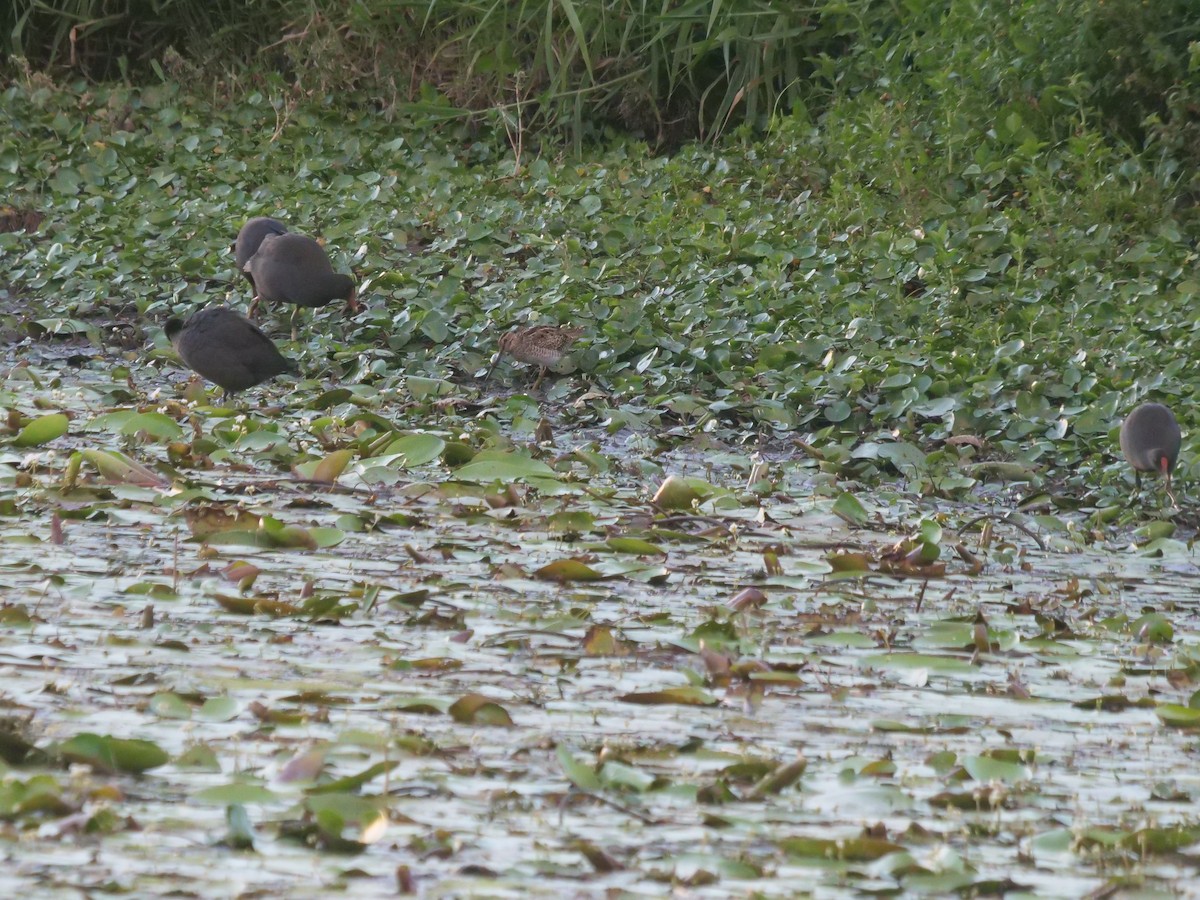 Latham's Snipe - ML612072698