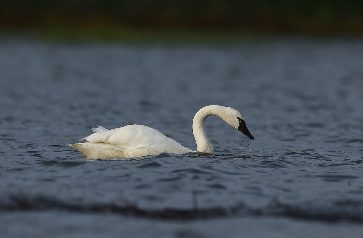 Tundra Swan - ML61207271