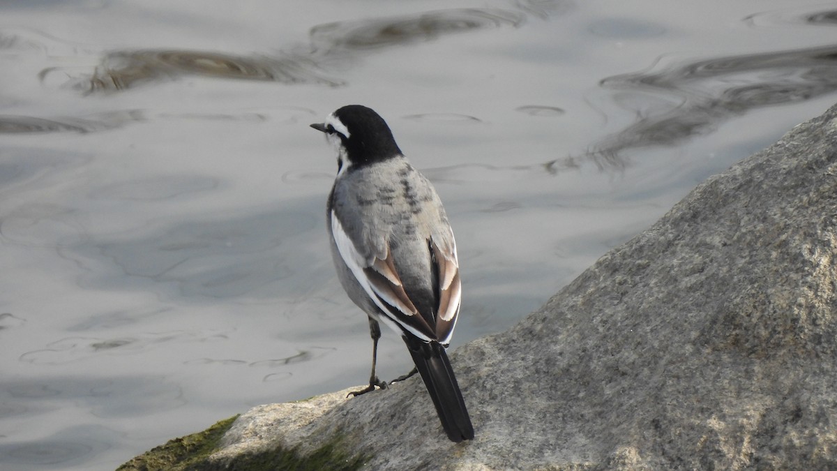 White Wagtail (Black-backed) - Young Gul Kim