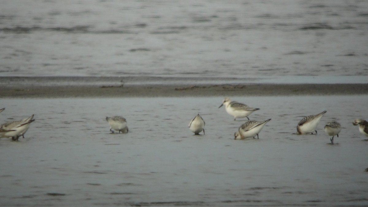 Sanderling - ML612072816