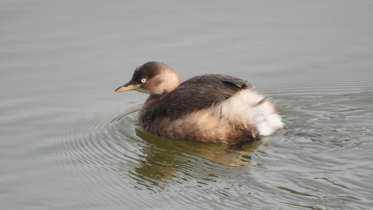 Little Grebe - ML612072821