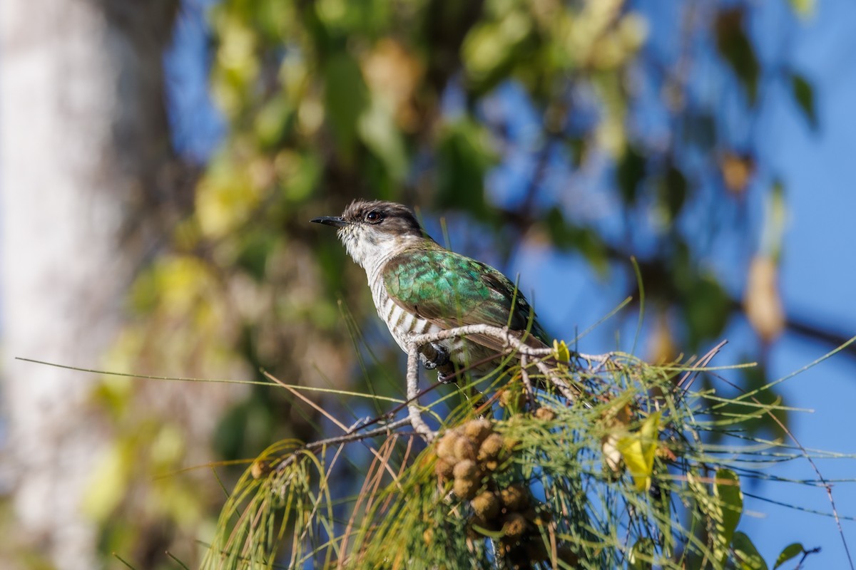 Shining Bronze-Cuckoo (New Caledonian) - ML612072837