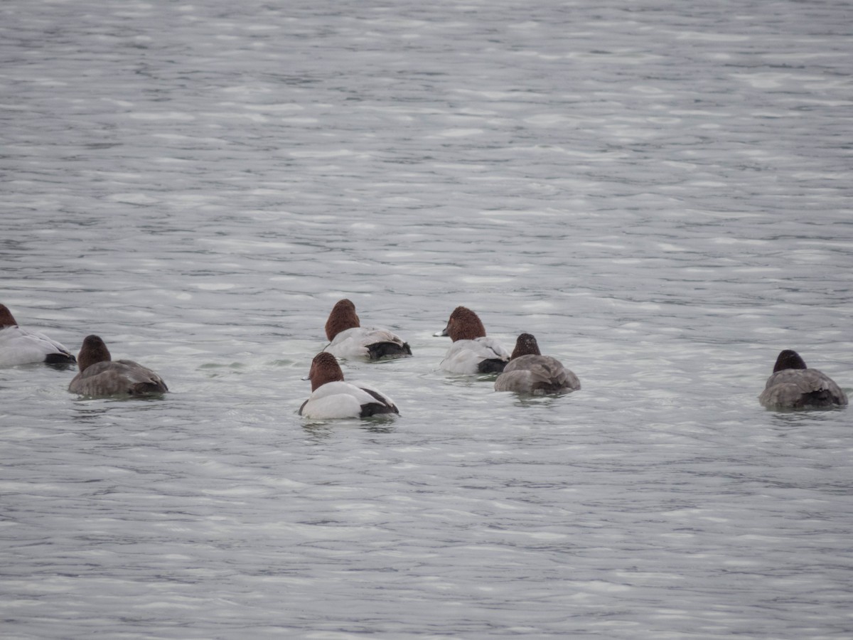 Common Pochard - ML612072884