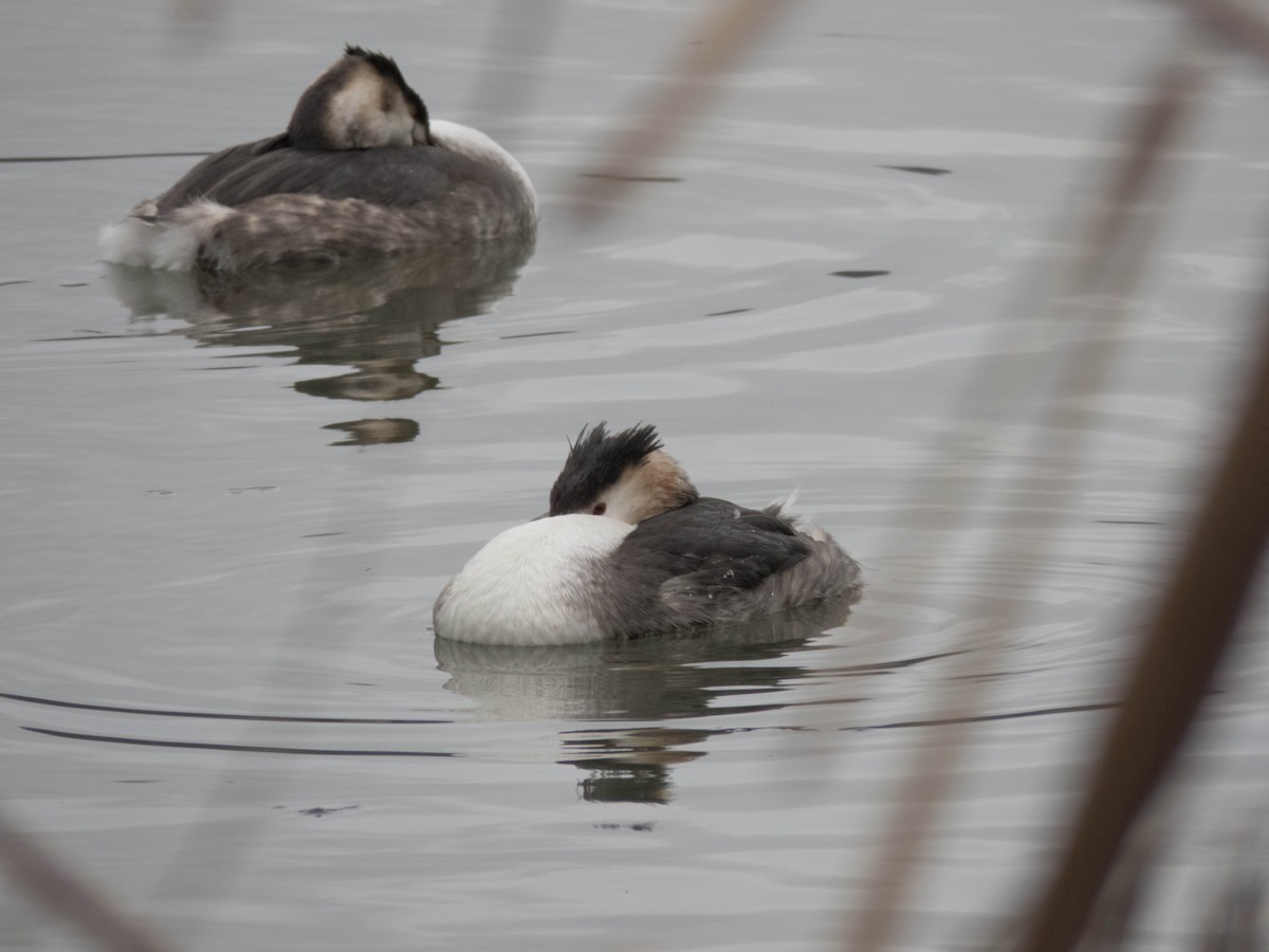 Great Crested Grebe - ML612072887