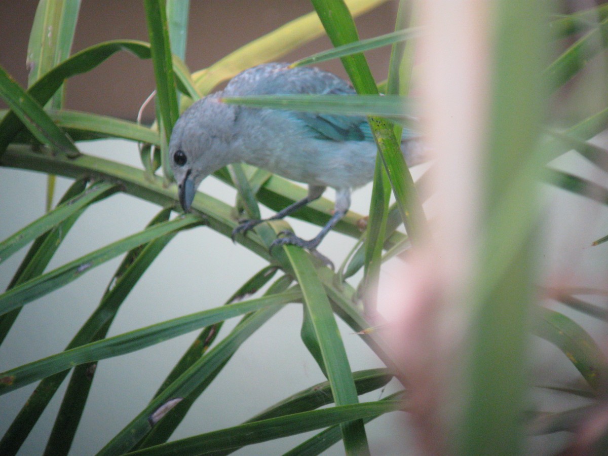 Sayaca Tanager - Jim Mead