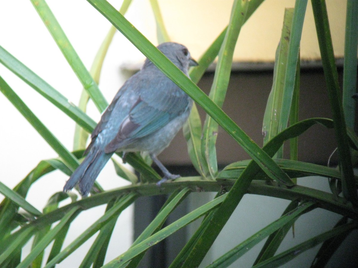 Sayaca Tanager - Jim Mead