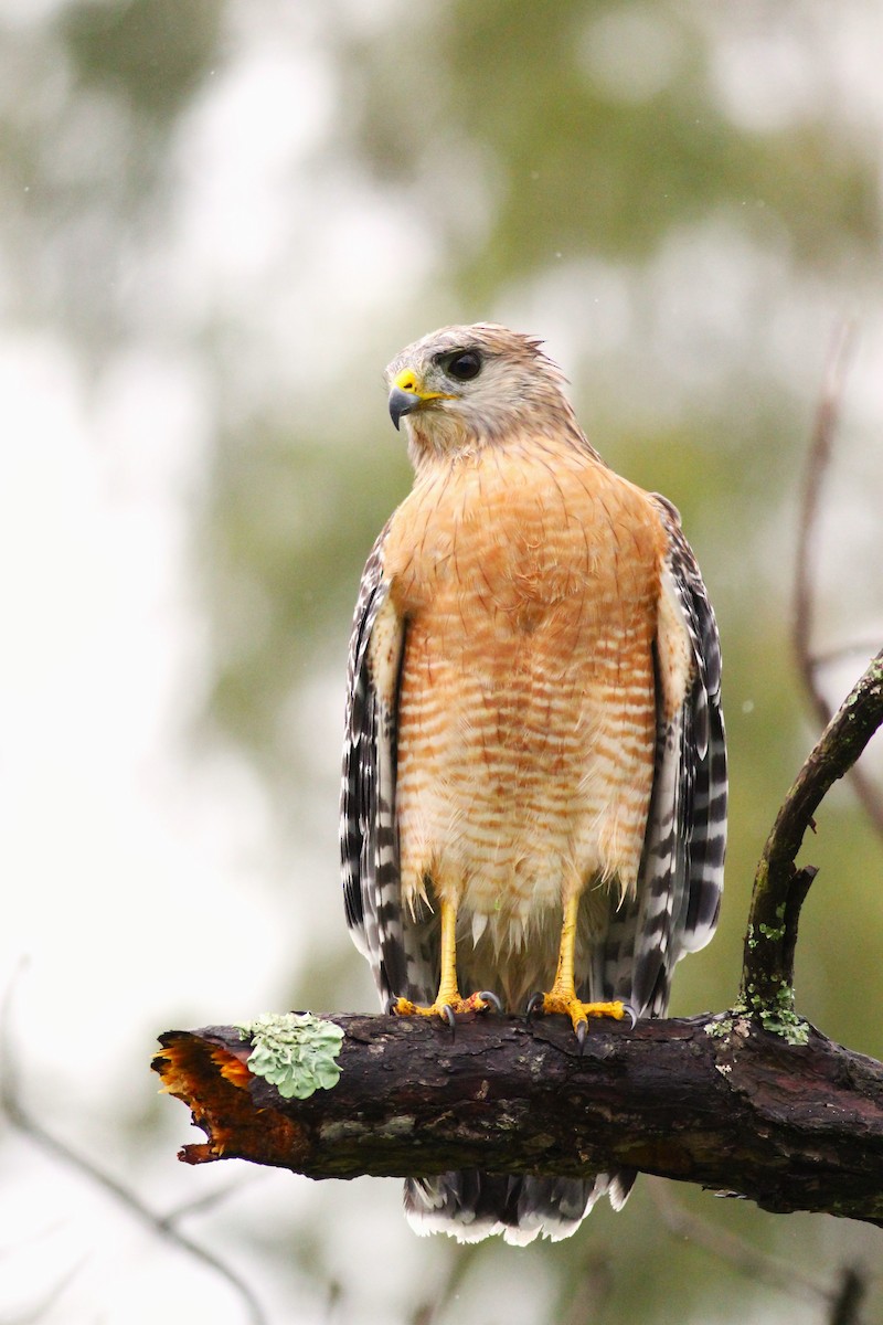 Red-shouldered Hawk - Matt Hoberg