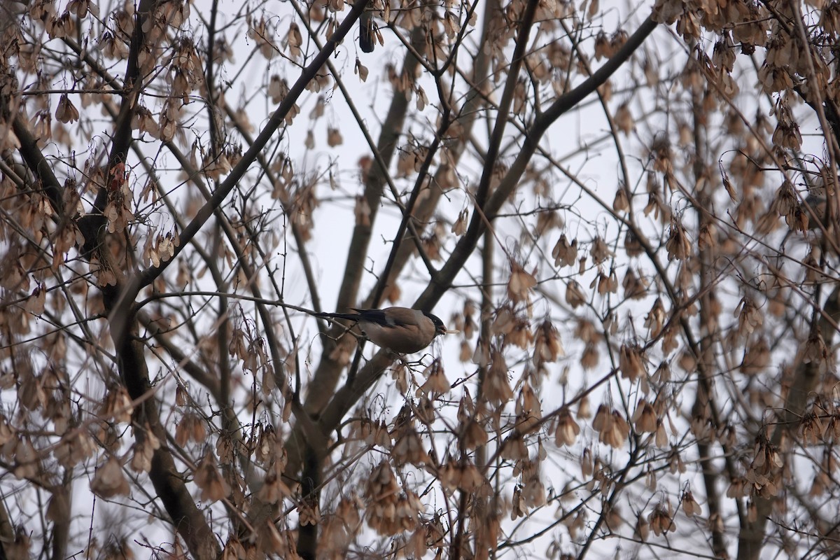 Eurasian Bullfinch - ML612072917