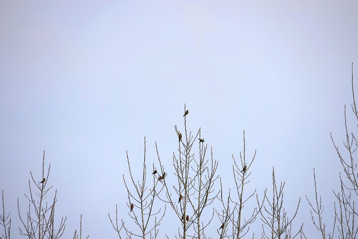 Red Crossbill - ML612072920