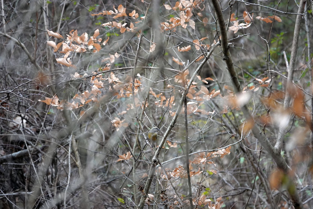 Red Crossbill - ML612072921