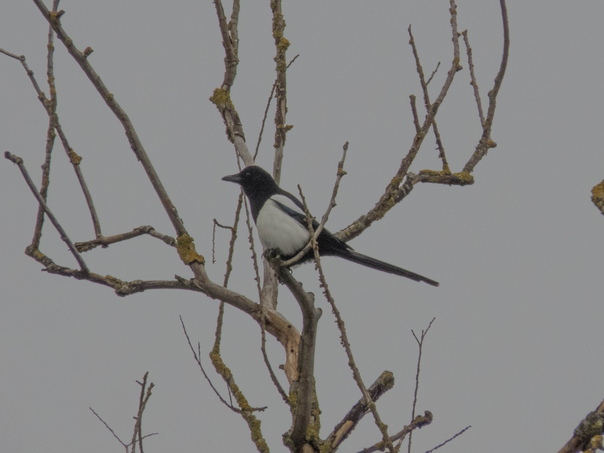 Eurasian Magpie - ML612072925