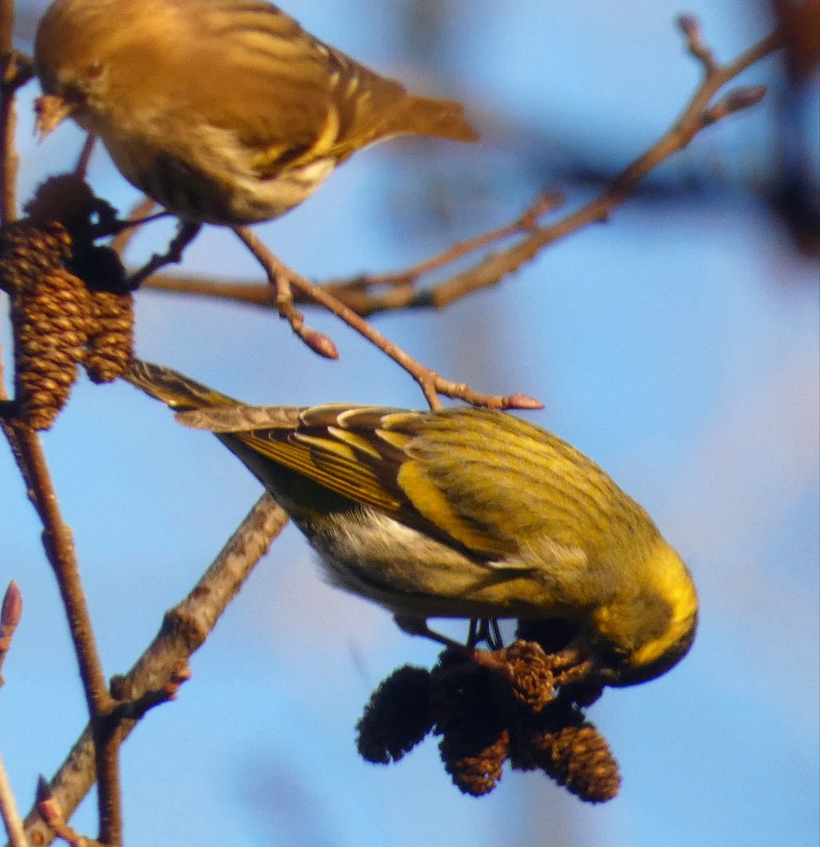 Eurasian Siskin - ML612072939