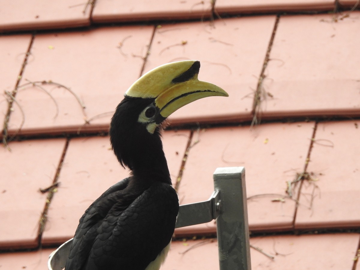 Oriental Pied-Hornbill - ML612073027