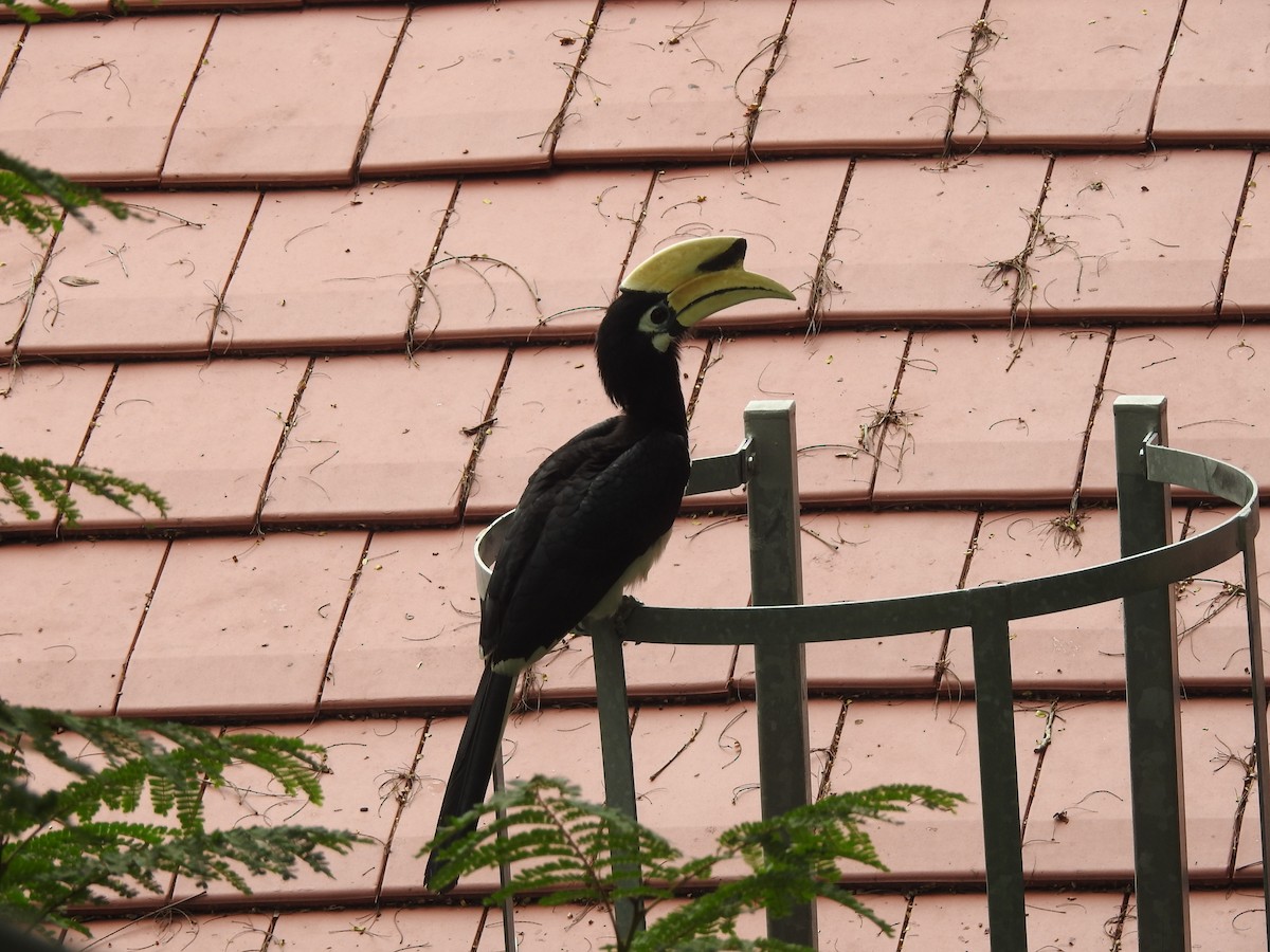 Oriental Pied-Hornbill - ML612073028