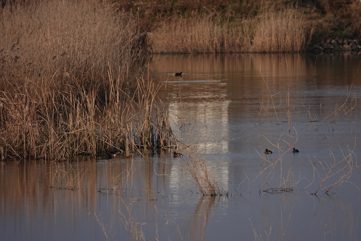 Ferruginous Duck - ML612073068