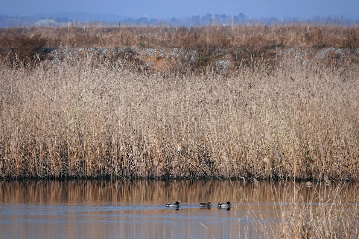 Great Bittern - ML612073069