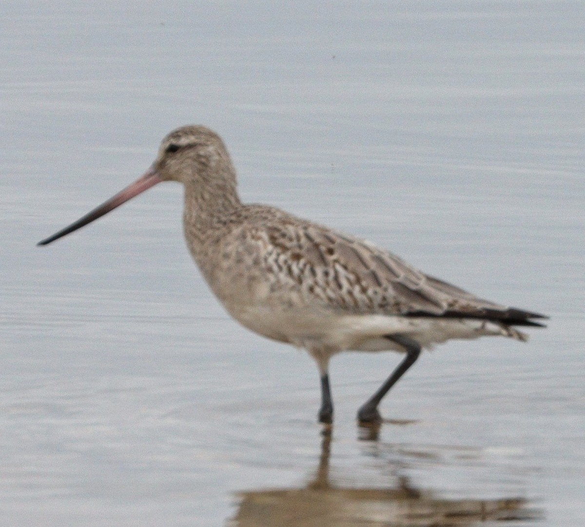 Bar-tailed Godwit - ML612073119