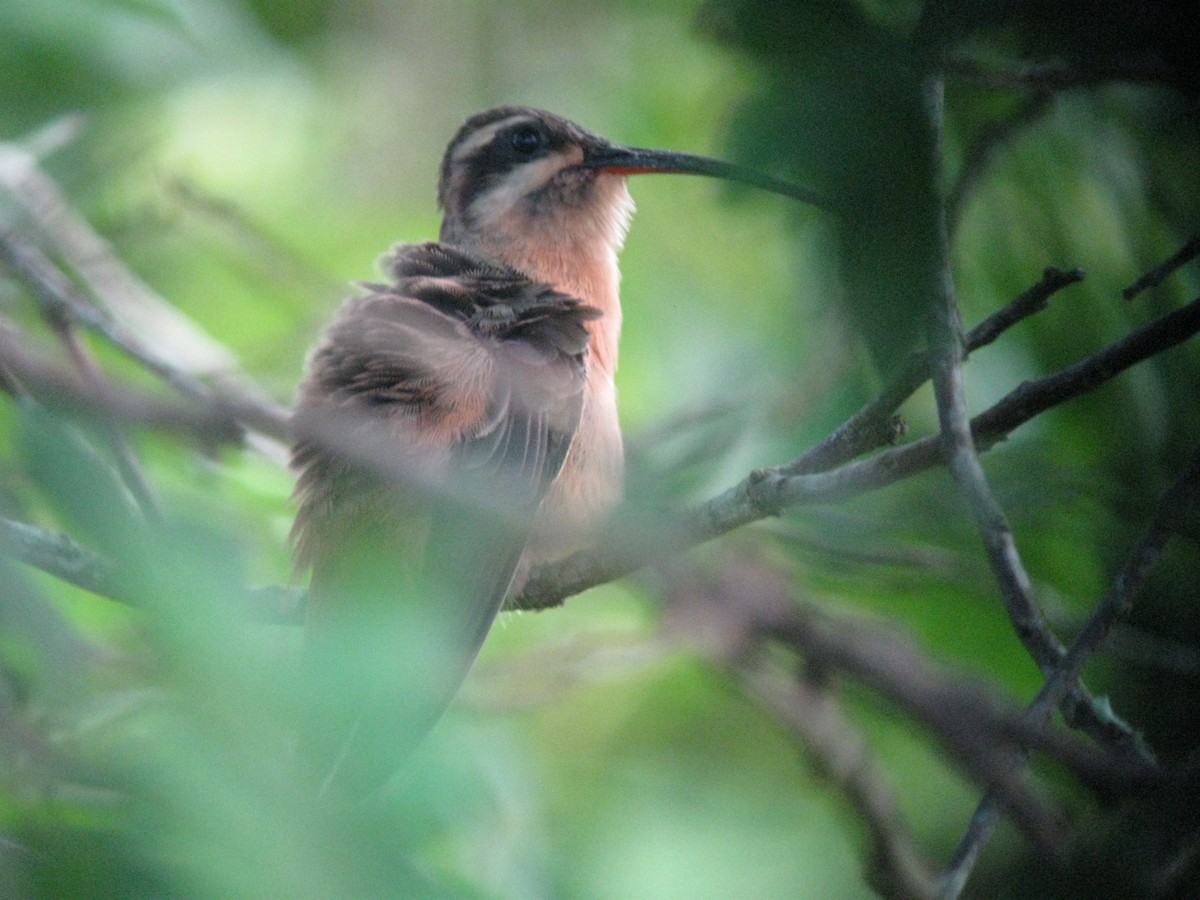 Planalto Hermit - ML612073143