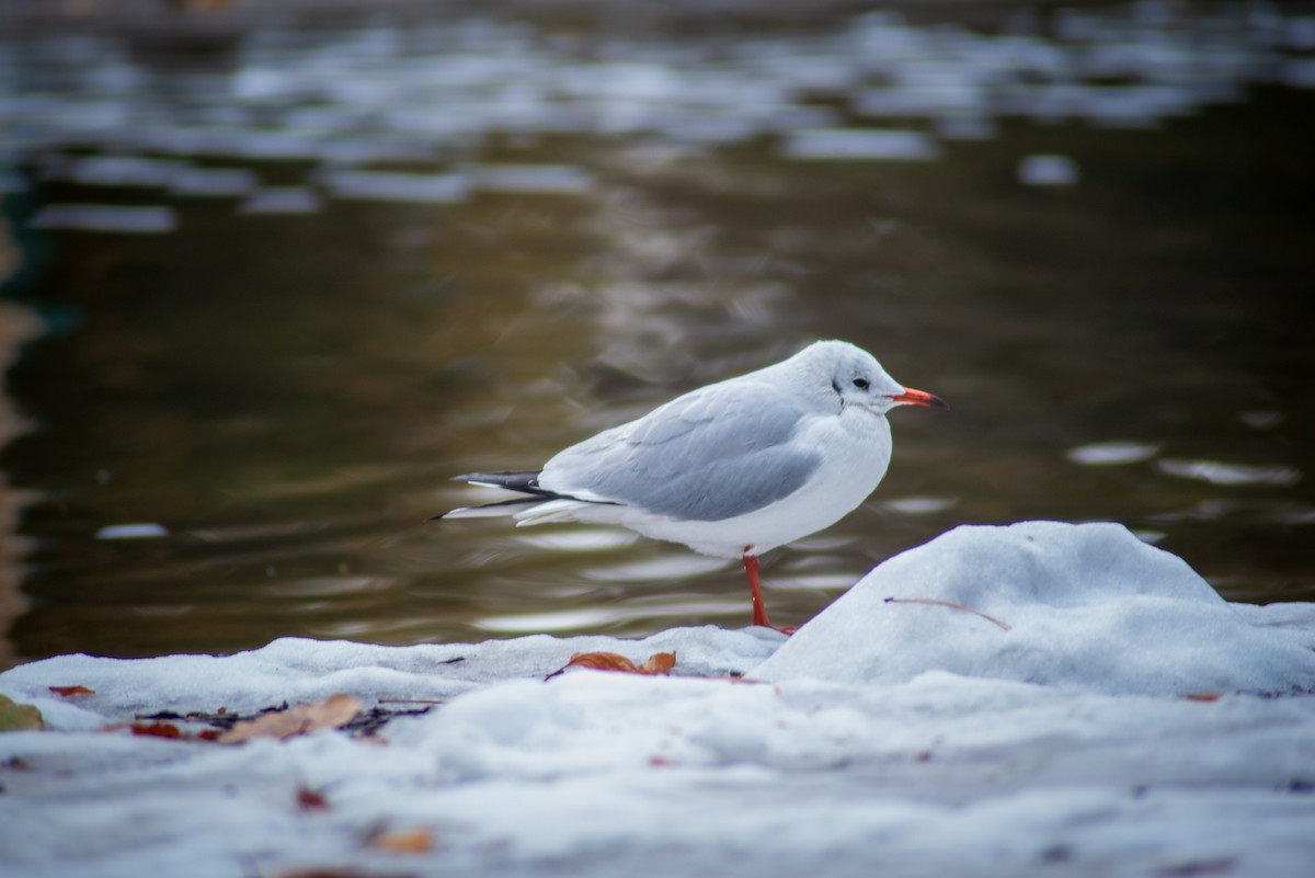 Mouette rieuse - ML612073195