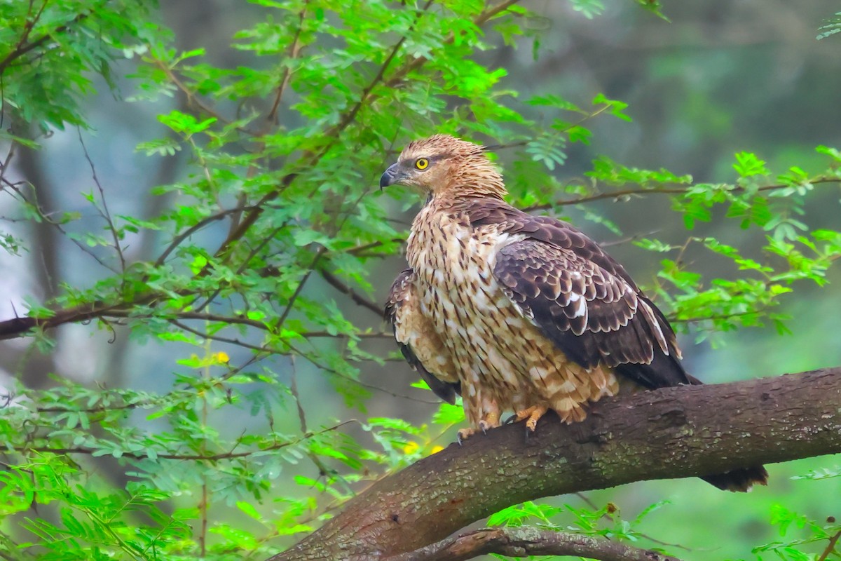 Oriental Honey-buzzard - ML612073251