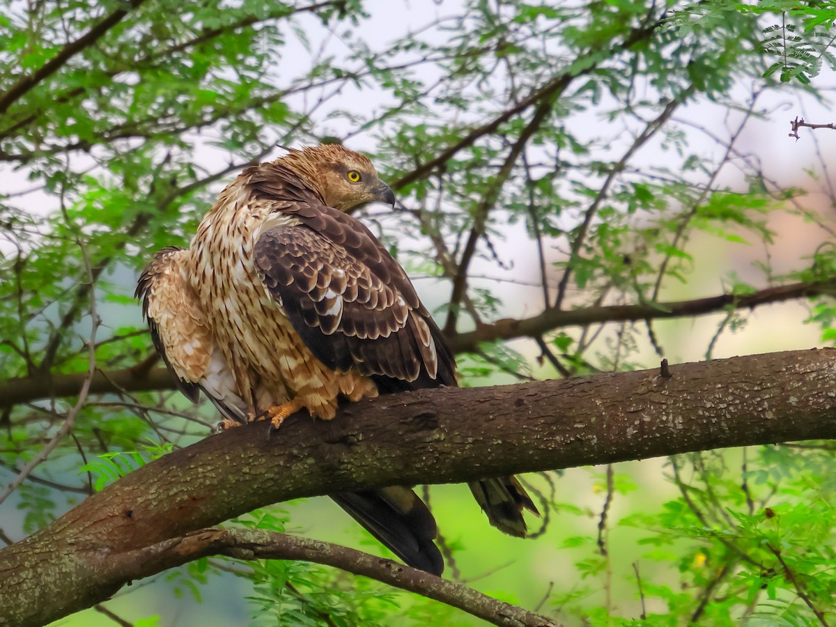 Oriental Honey-buzzard - ML612073253