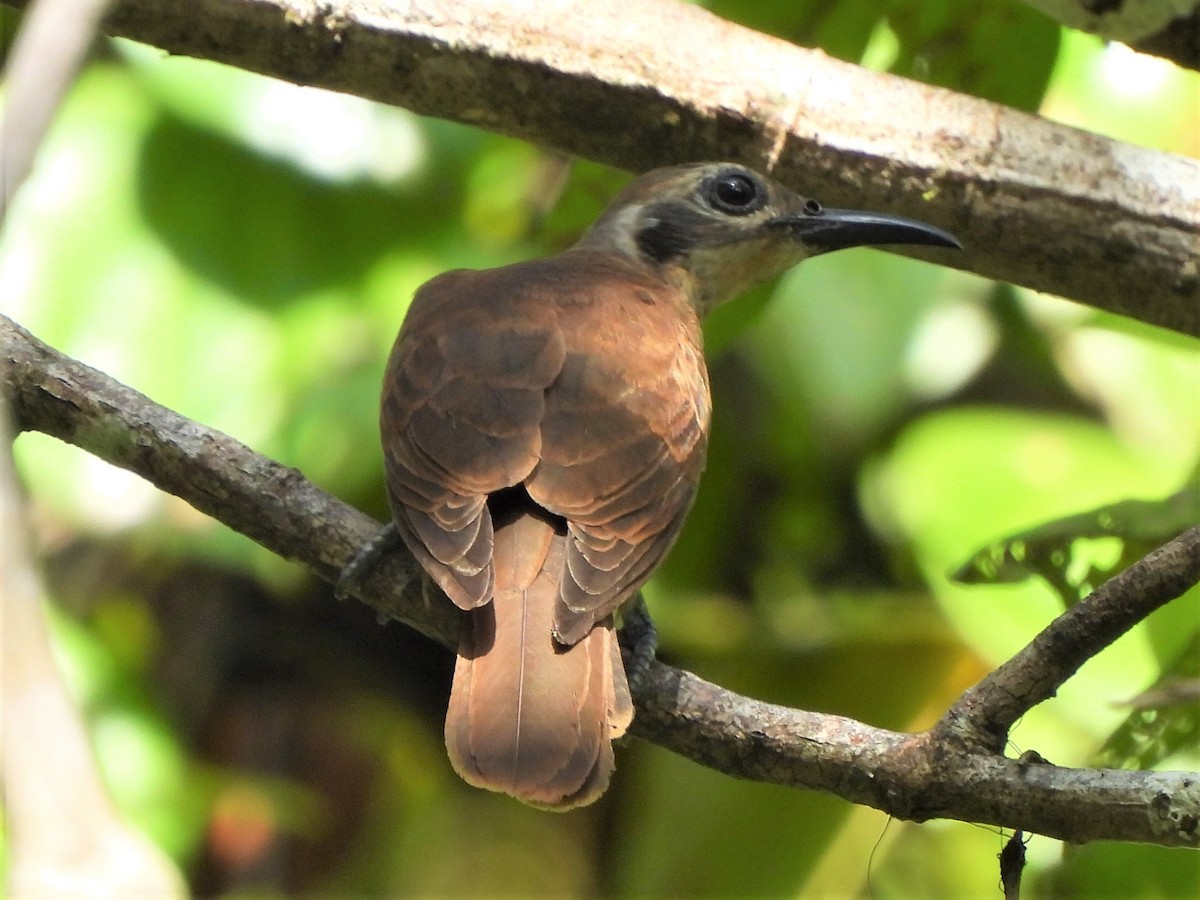 Long-billed Cuckoo - ML612073254