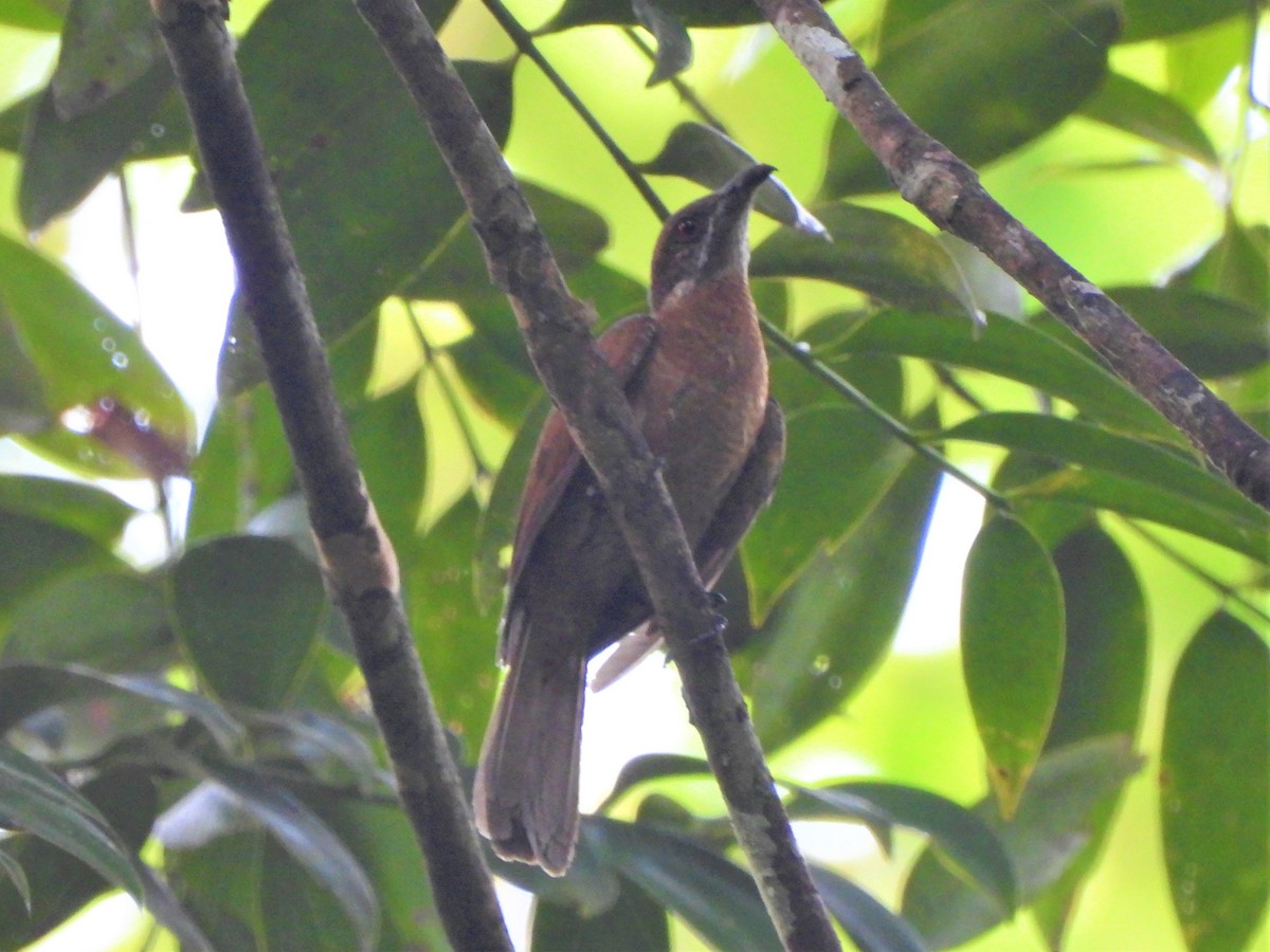 Dwarf Koel - ML612073261