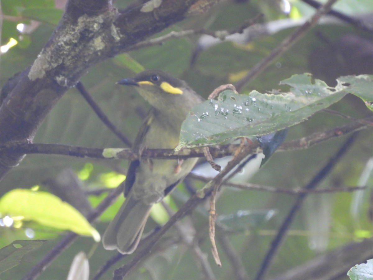 Puff-backed Honeyeater - Yasin Chumaedi