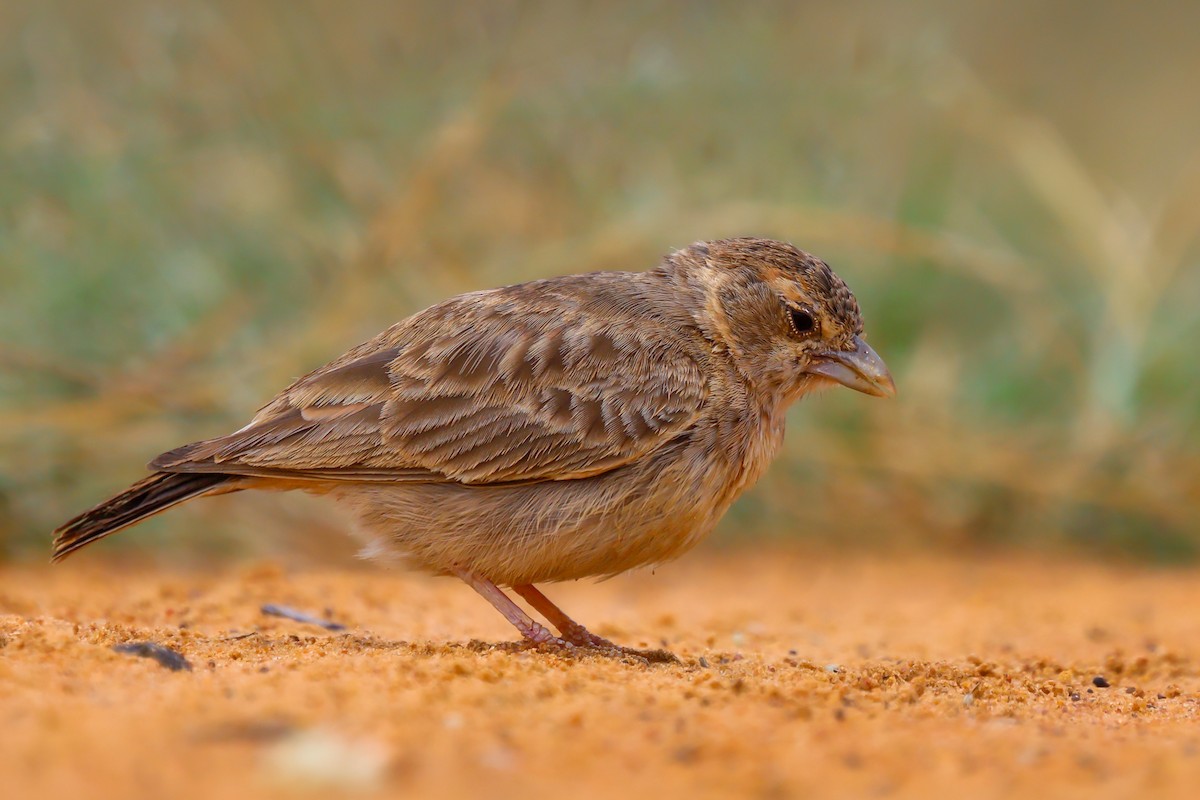 Ashy-crowned Sparrow-Lark - ML612073321