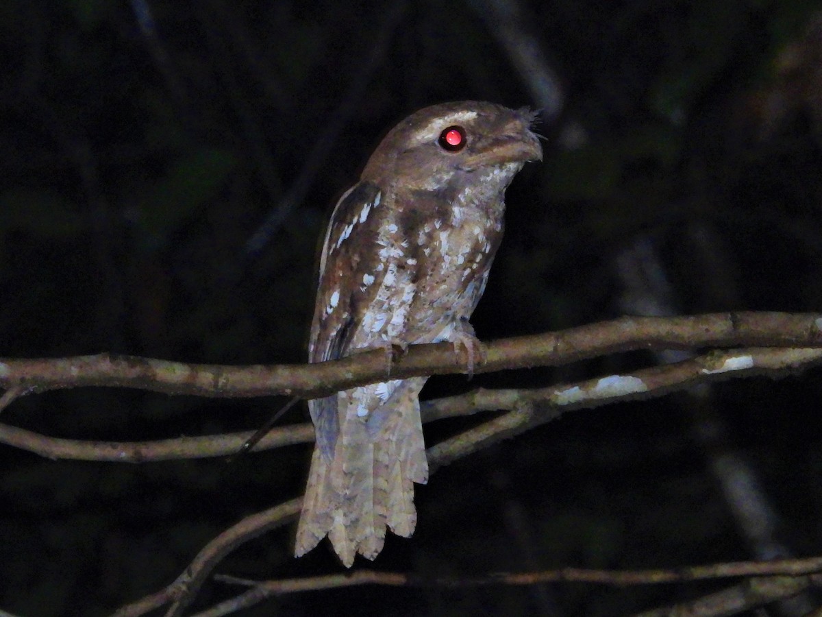 Marbled Frogmouth - ML612073385