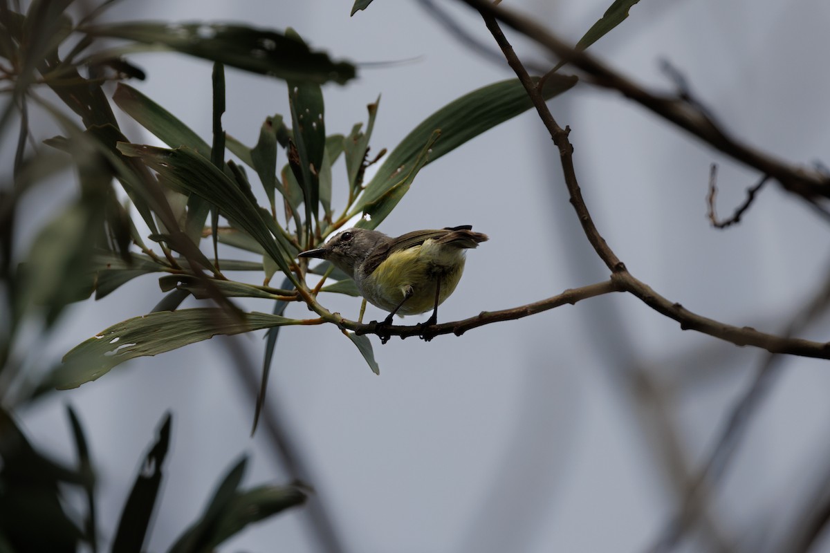 Fan-tailed Gerygone - ML612073391