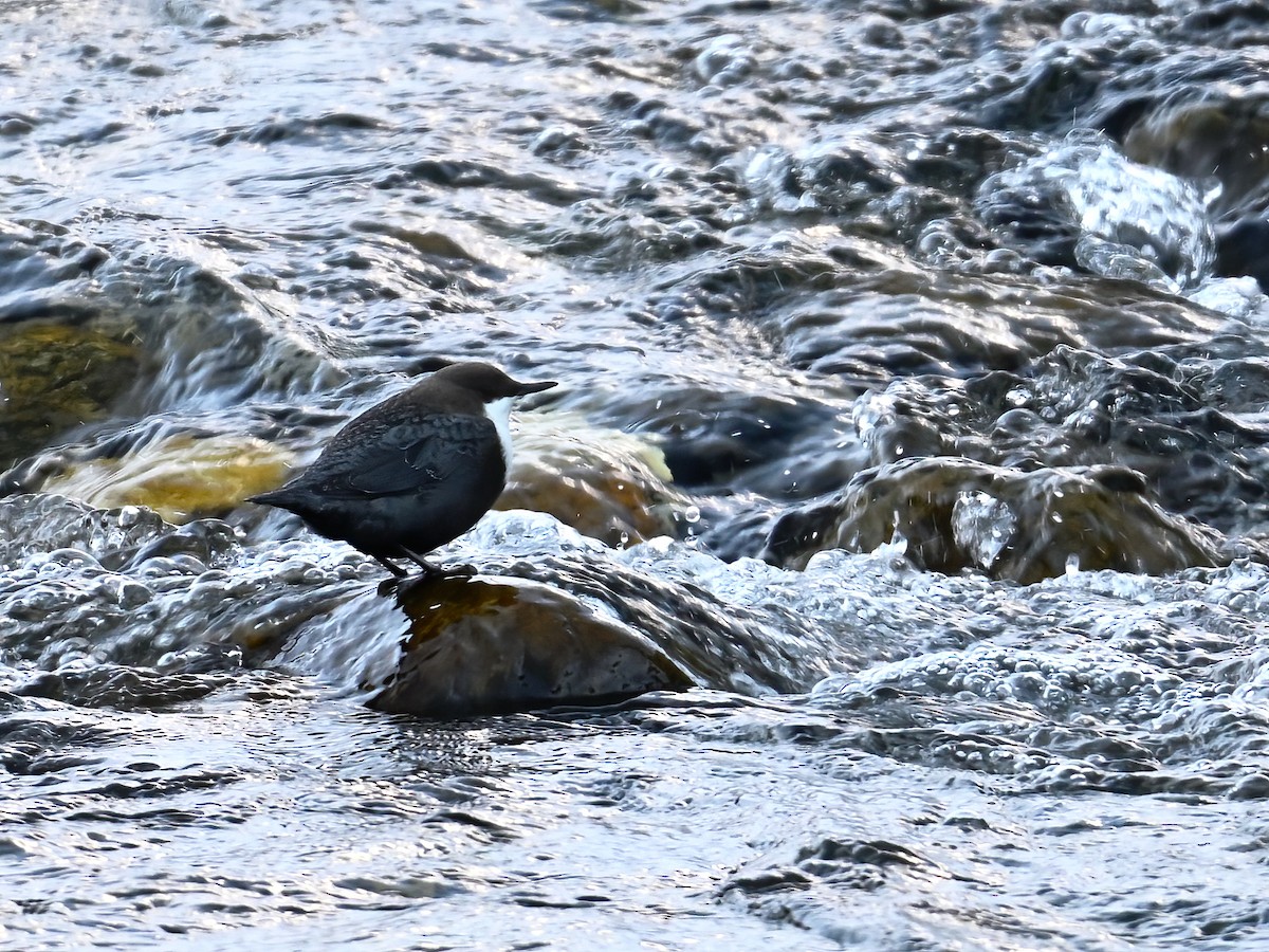 White-throated Dipper - peng su