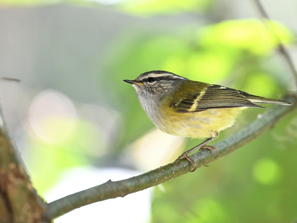 Ashy-throated Warbler - ML612073442