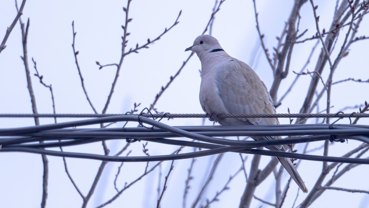 Eurasian Collared-Dove - ML612073561