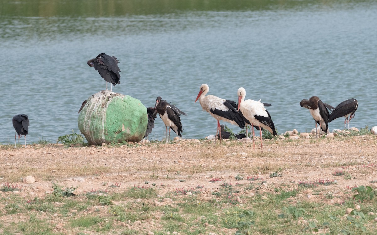 White Stork - ML612073704