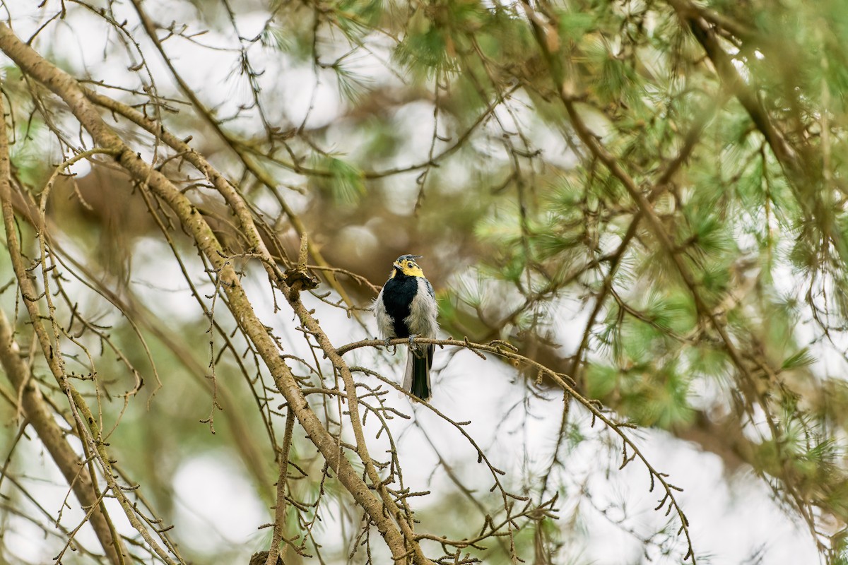 Yellow-cheeked Tit - ML612073793