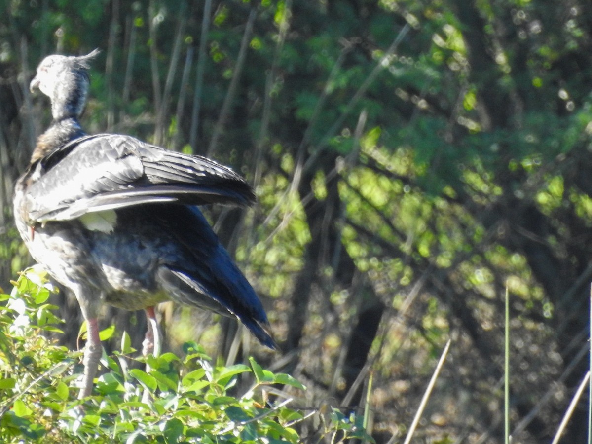 Southern Screamer - ML612073815