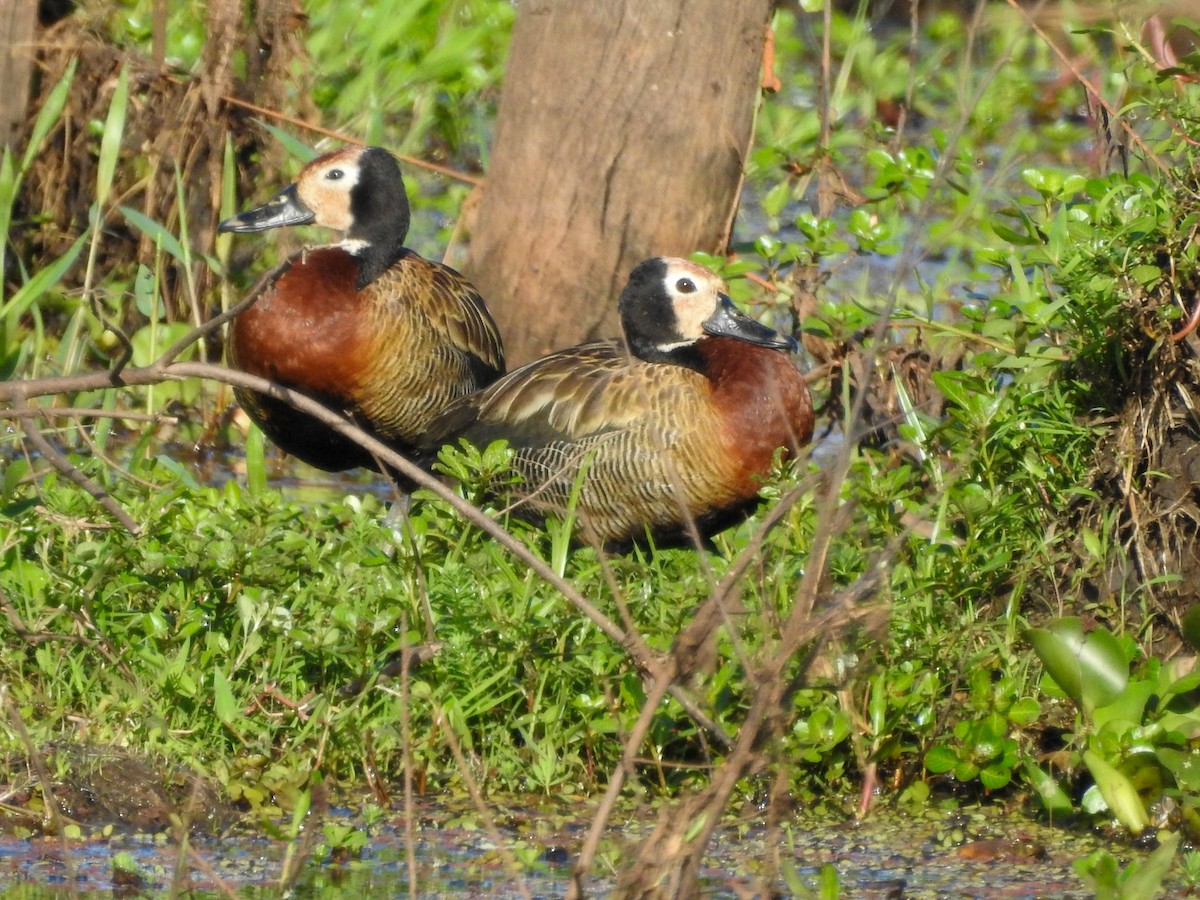 White-faced Whistling-Duck - ML612073821