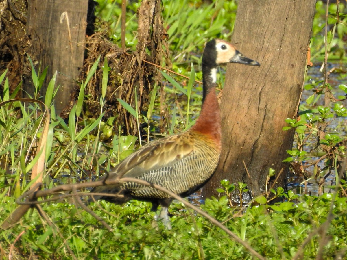 White-faced Whistling-Duck - ML612073822