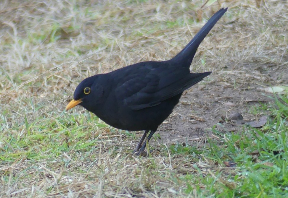 Eurasian Blackbird - ML612073978