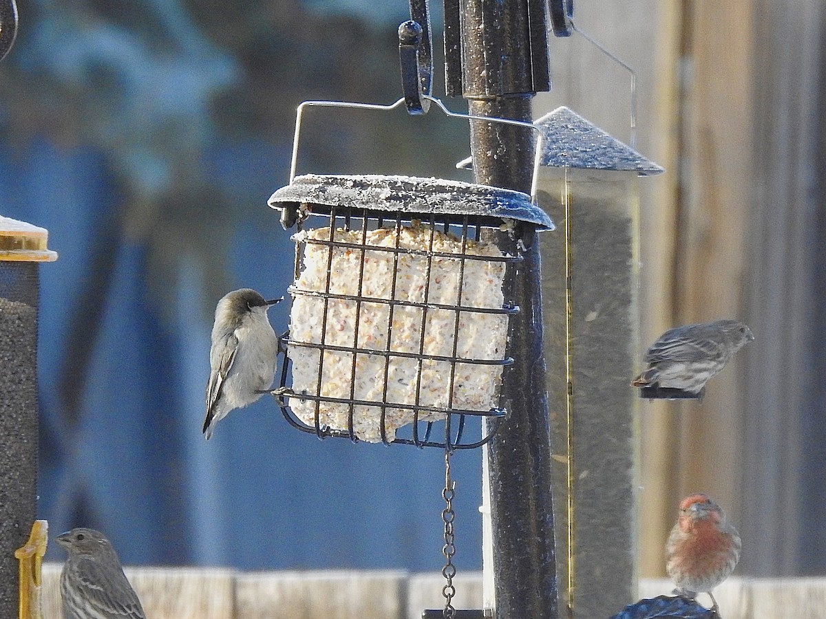 Pygmy Nuthatch - ML612073980