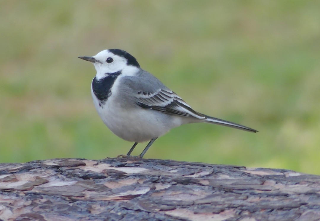 White Wagtail - ML612073982