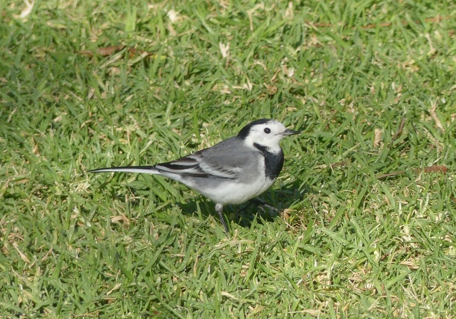 White Wagtail - ML612073986