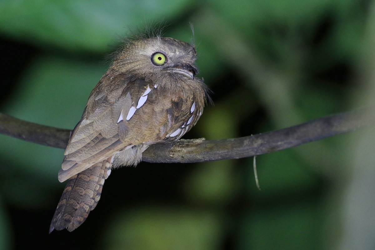 Bornean Frogmouth - ML612074103