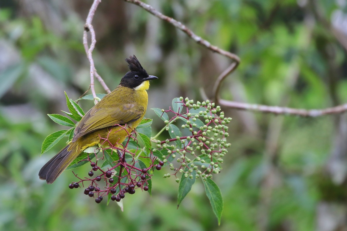 Bornean Bulbul - Joshua Bergmark | Ornis Birding Expeditions