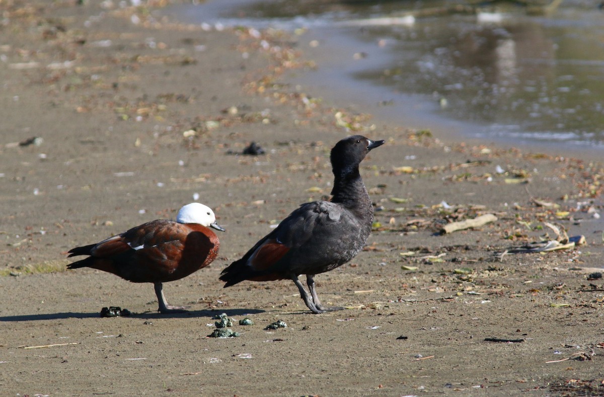 Paradise Shelduck - ML612074142